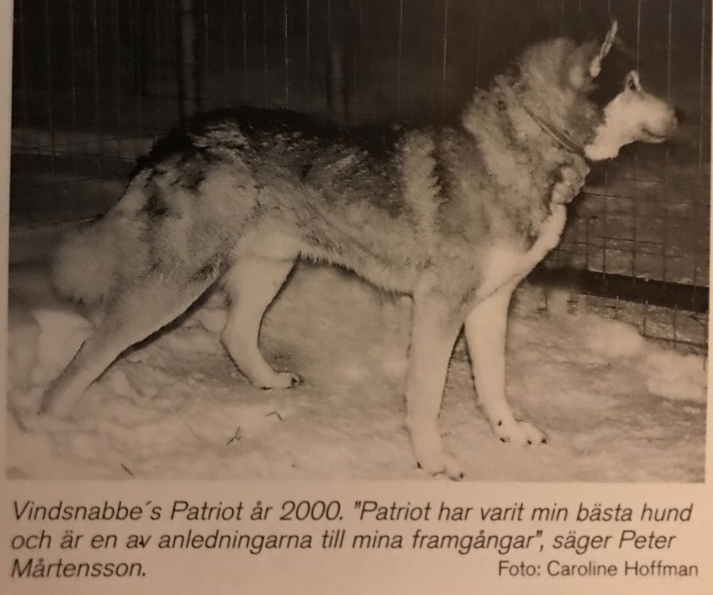 Photo of Vindsnabbe’s Patriot