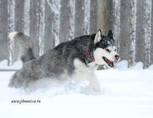 Photo of Husky Haven Sanny Come Home