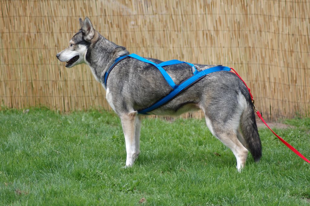 Photo of Alka-Shan’s Catch the Wind