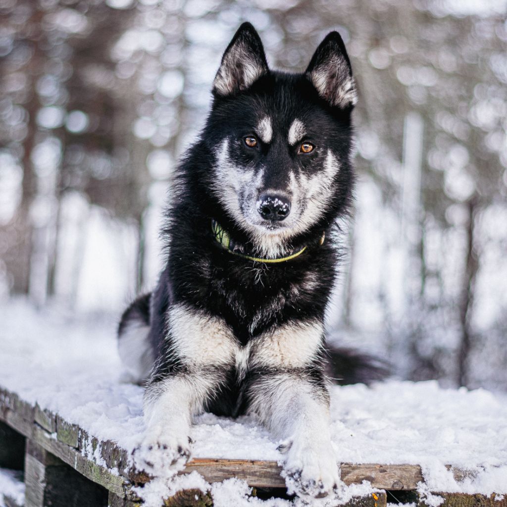 Photo of RAGNAROK WOLF Anana Amarok