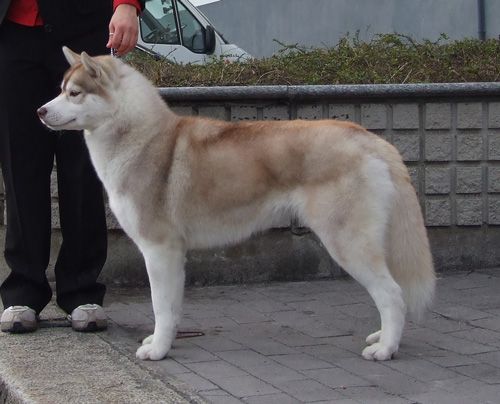 Photo of Winalmik's Denny Rose