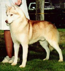 Photo of Silistra's Starbuck O'Brenlar