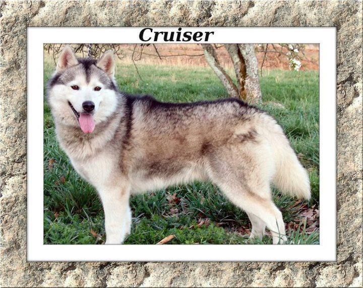 Photo of Northern Light’s Cruise Control