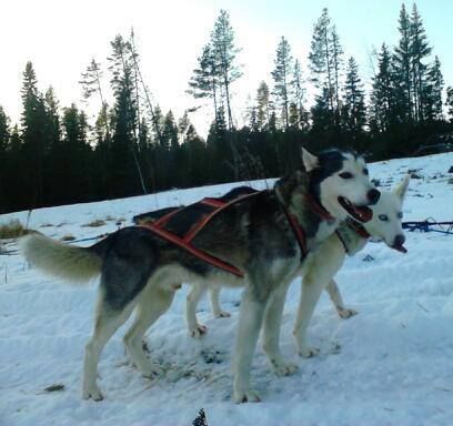 Photo of Willowrun’s Scout
