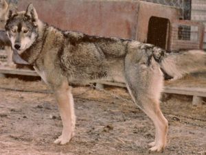 Photo of Lobo av Vargevass