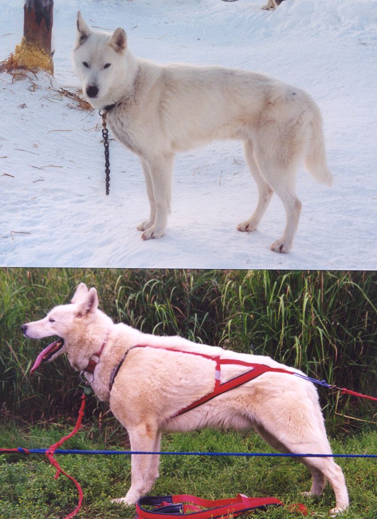 Photo of Alaskan’s Umka of Anadyr
