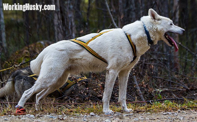 Photo of Huskystigen Atlas
