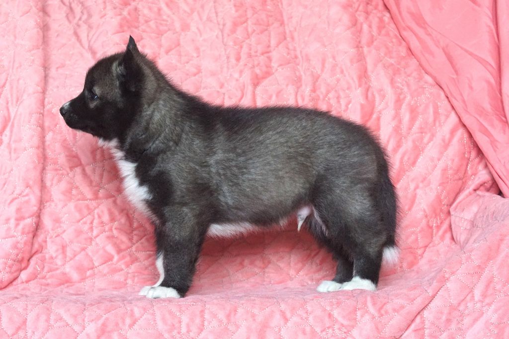 Photo of X-MAN WOLVERIN Sleed Dogs FCI