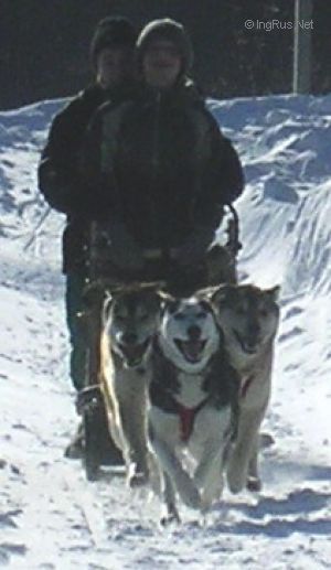 Photo of Bunyong belka