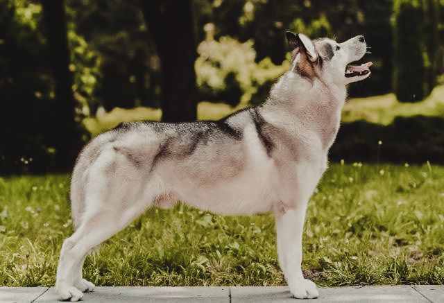 Photo of Icily's Denali
