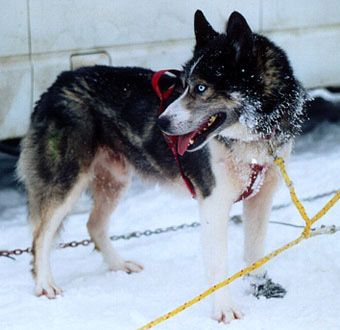 Photo of Alka-Shan’s Fudge Of Sno-Fire