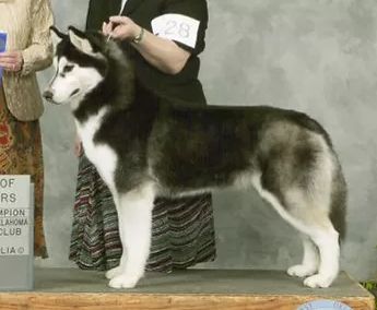 Photo of Karnovanda’s Princess Arya