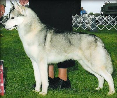 Photo of Zuska’s All I Want For Christmas
