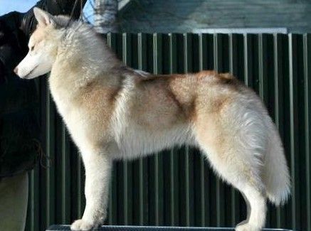 Photo of Nanook Hermes Earth Canada