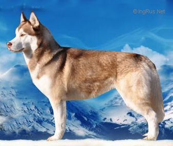 Photo of Far Away Land Bruno