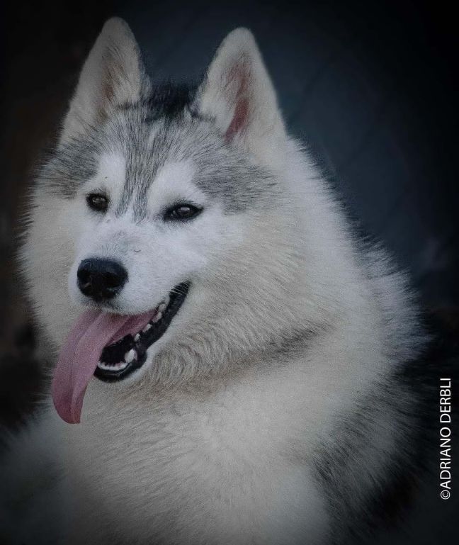 Photo of Madelyn of Anthares dog