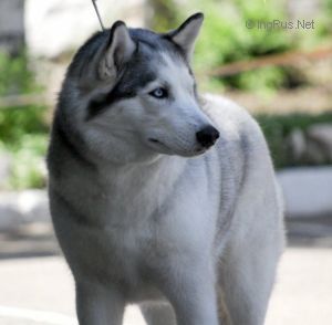 Photo of Husky Haven Erida