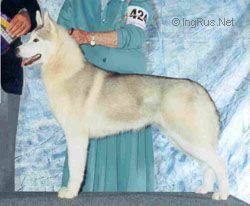 Photo of Kimlan’s Sierra Belle