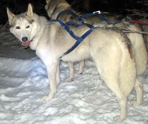 Photo of Nay-la-chee’s Narrow Trail Yin