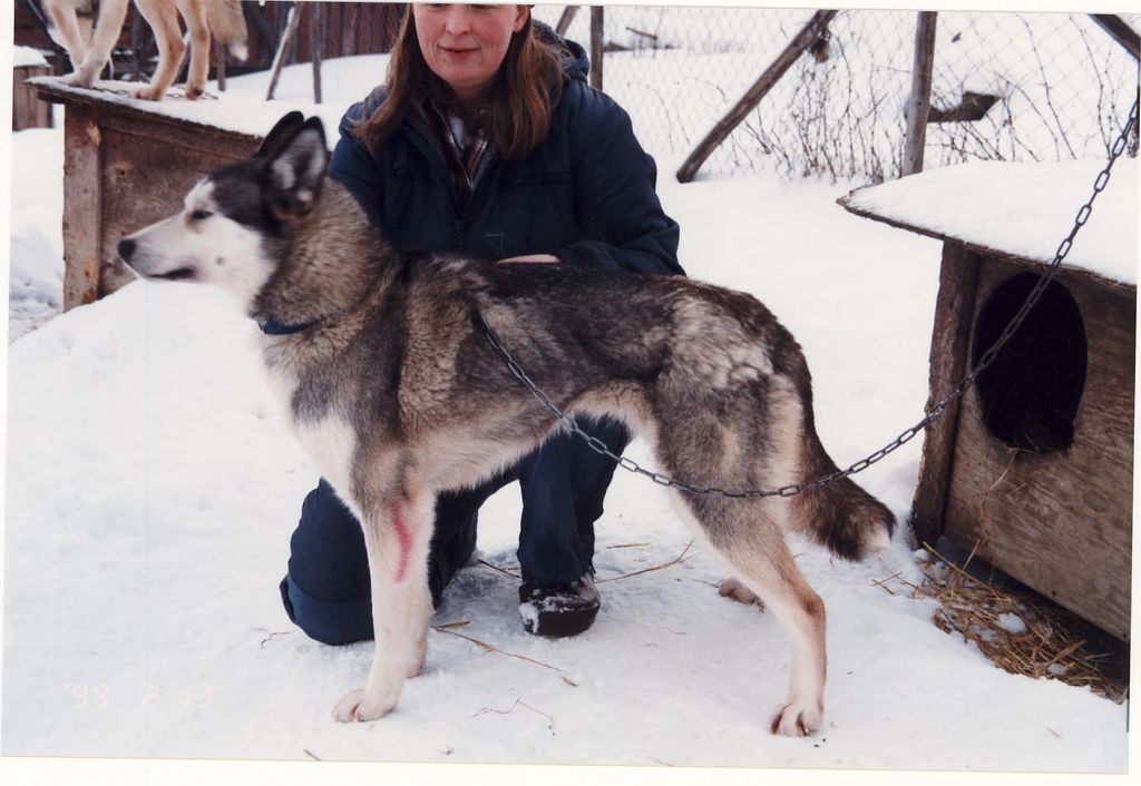Photo of Vindsnabbe’s Dixie