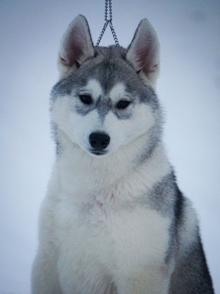 Photo of Agloolik A'Million Dollar Baby