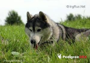 Photo of Zodiak Hid Iz Yugri