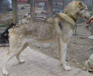 Photo of Tullatuulen Ocra