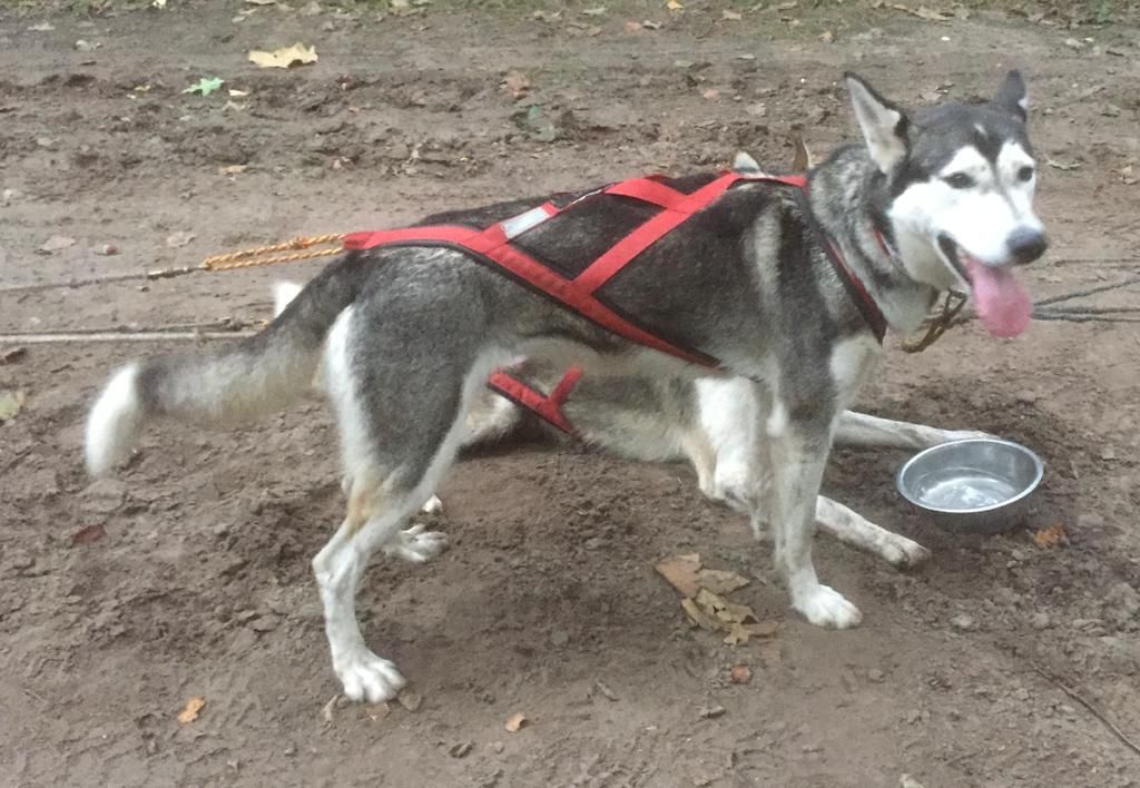 Photo of Faith ab Canis Polaris