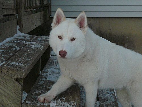 Photo of Kryska's ColdMtn Vanilla IceKream