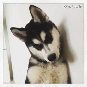 Photo of Masher Siberins Eseniya