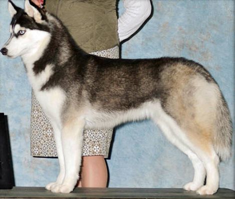 Photo of Zuska’s Purple Fox
