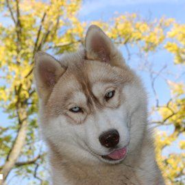 Photo of Golden Beauty Kalinka des Reves de Neige