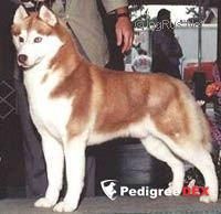 Photo of Cadohi’s Jimmy The Great