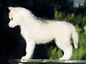 Photo of Arctic Magic Envoy Of Heaven