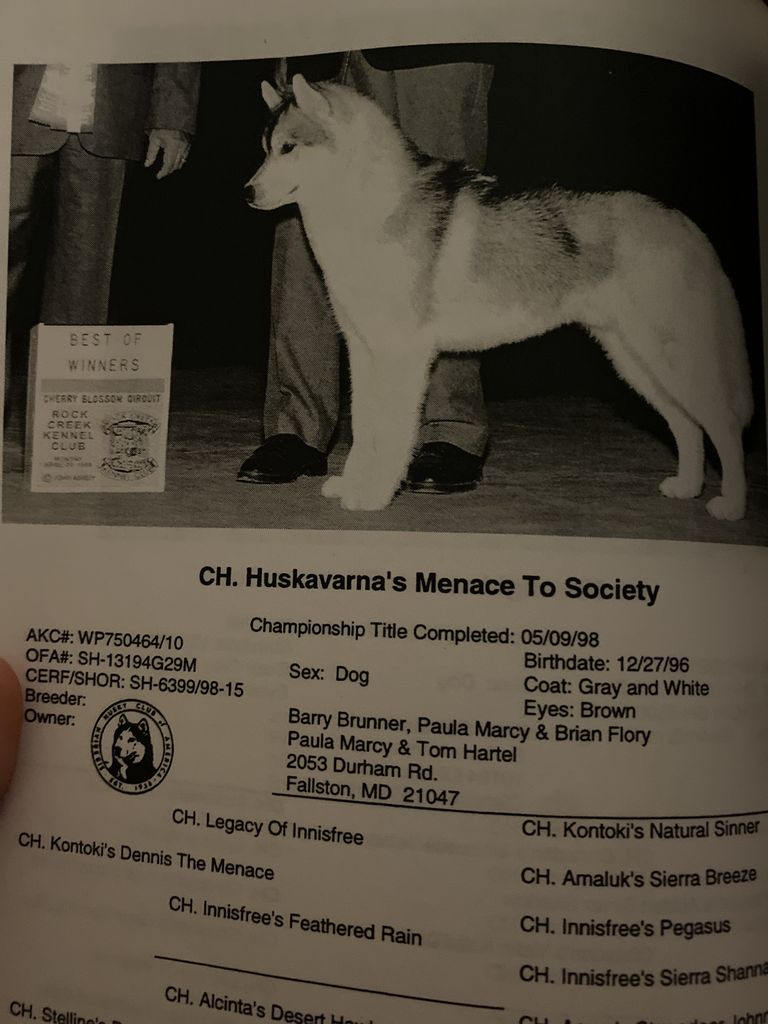 Photo of Huskavarna’s Menace To Society