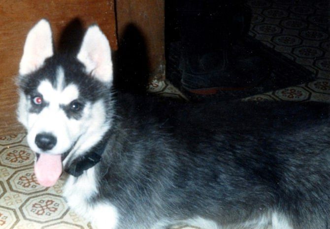 Photo of Kimlan’s Kristie Belle