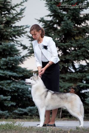 Photo of Rudolph Triumphant Beauty