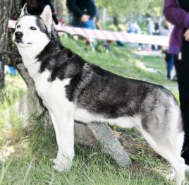 Photo of Yukagir Pokoritel' Snegov