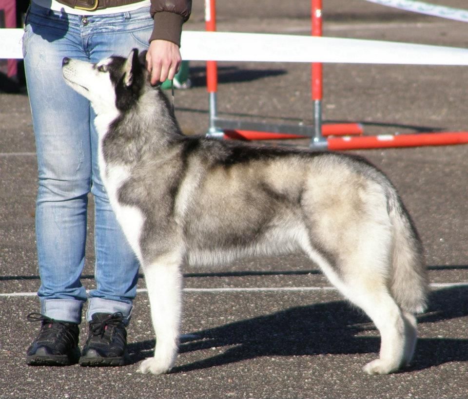 Photo of Junior Star