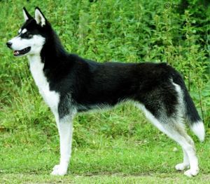Photo of Forstal’s Katinka