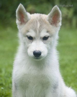 Photo of Husky Haven Sweet Yellow Melon