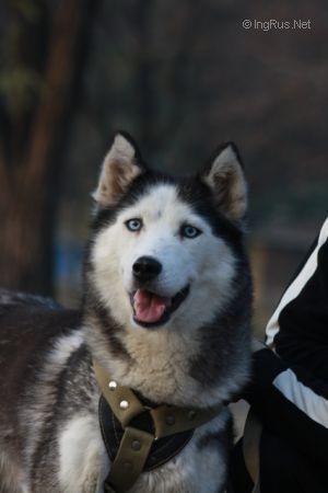 Photo of O'ross Severina