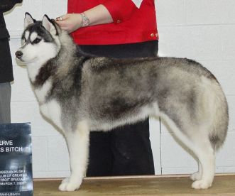 Photo of Karnovanda’s Goodnight Irene