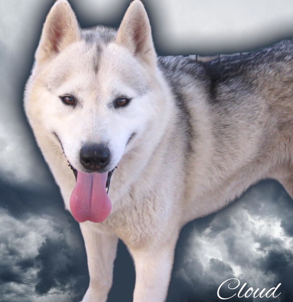 Photo of Shacree’s Cloud Walker