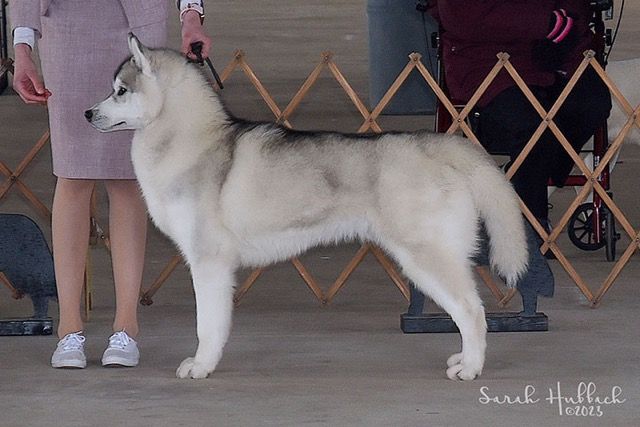 Photo of Karnovanda's Polar Drift