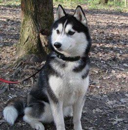 Photo of Husky Haven Chocolate Kiss