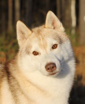 Photo of Balder Prince Wolves