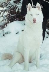 Photo of Snezhnaya Lubov Arianna