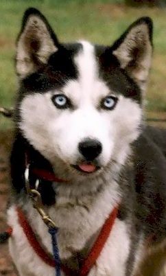 Photo of Alaskan’s Georgio Of Anadyr