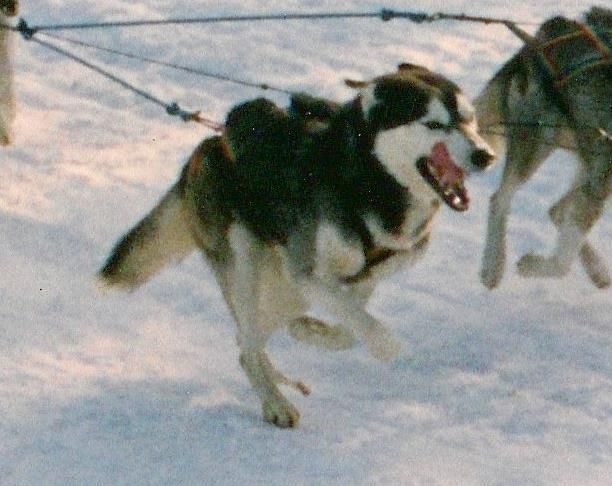 Photo of Alaskan’s Andy Of Anadyr